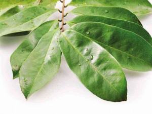 La feuille de Graviola Corossol pour préparer une boisson anti-cancer puissante