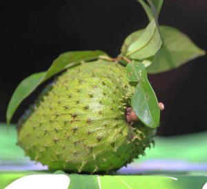 La feuille de Corossol Graviola le meilleur anti-cancer naturel au monde
